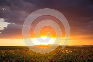 Tulip red flower hdr background desktop sunset
