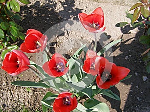 tulip red flower scient. name Tulipa gesneriana