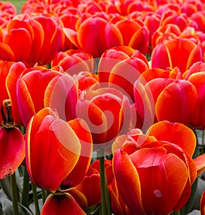 Tulip red flowers natural background