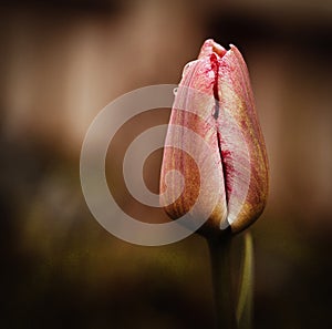 Tulip