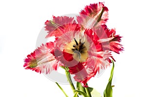Tulip, red singular parrot tulip, isolated flower