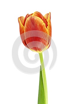 Tulip red with yellow close-up on a white background