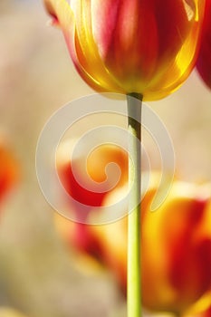 Tulip red yellow stem