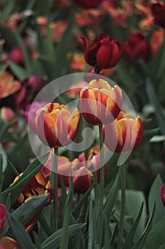 Tulip red yellow white pink flower buds corm garden flowers spring floral art horticultural screensa