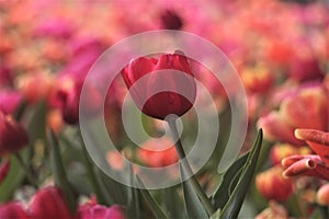 Tulip red yellow white pink flower buds corm garden flowers spring floral art horticultural screensa