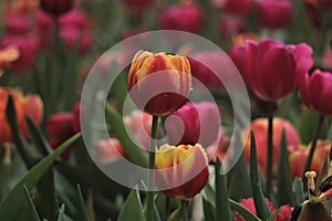 Tulip red yellow white pink flower buds corm garden flowers spring floral art horticultural screensa