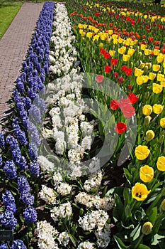 The tulip river in the royal park Keukenhof.