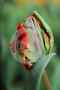 Tulip roccoco photo