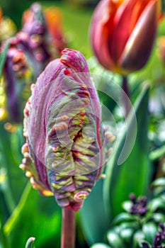 Tulip Rococo