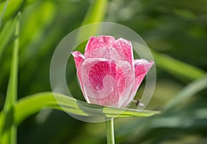 Tulip rose
