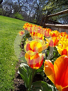 Tulip Row