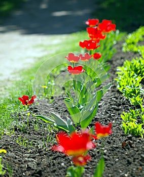 tulip row