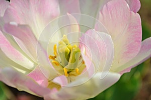 Tulip`s stamen and pistil