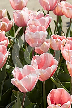 Tulip Salmon Impression, pink flowers in spring