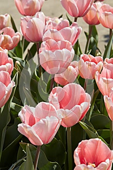 Tulip Salmon Impression, pink flowers in spring