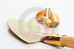 Tulip seeds for plant