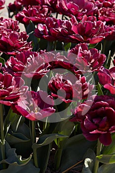 Tulip Silk Road, dark red flowers and field in spring