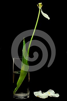 Tulip with single petal