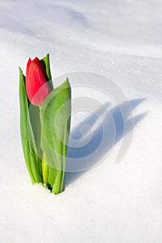 Tulipano la neve 