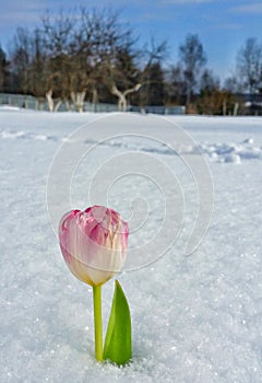 Tulip in snow prettybackground