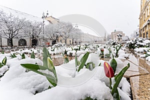 Tulip in snow at spring in Pecs, Hungary