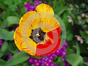 Yellow-red tulip