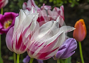 Tulip in spring Central Park, New York