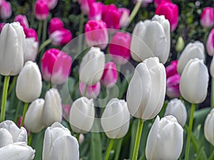 Tulip in spring Central Park, New York