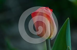 The Tulip is a spring flower.