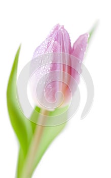 Tulip Spring flower against white background