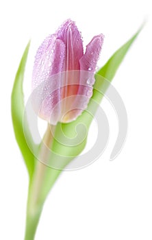 Tulip Spring flower against white background