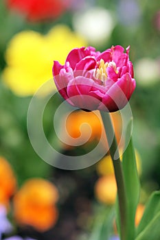 Tulip in Spring Flower colorful purple pink closeup Background