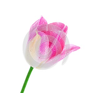 Tulip spring flower fresh with water droplets isolated on white, clipping path included