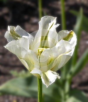 Tulipa, blossom, Viridiflora, Spring Green photo