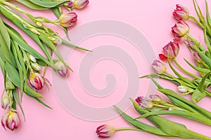 Tulip spring flowers with harvest leaves isolated on pink background. Floral