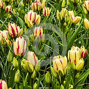 Tulip spring flowers, Keukenhof garden, Netherlands, Holland