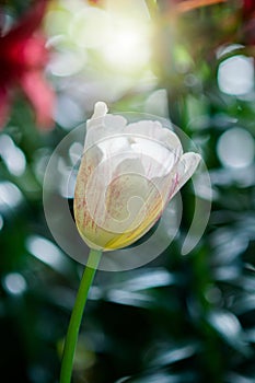 Tulip in spring with soft focus, unfocused blurred spring Tulip, bokeh flower background, pastel and soft flower