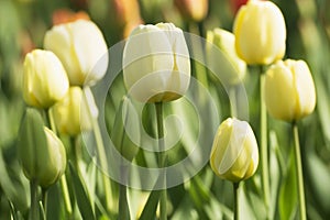 Tulip in spring time