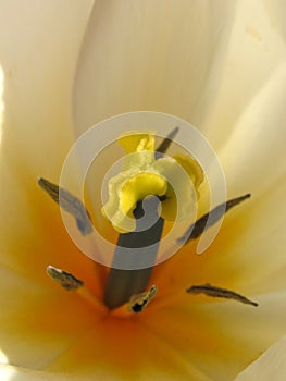 Tulip stamen macro