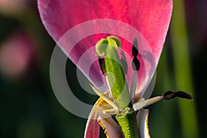 Tulip Stamen Pink petal