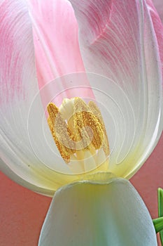 Tulip stamens