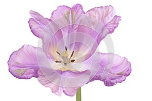 Tulip