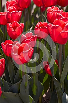 Tulip Surrender, red flowers in spring