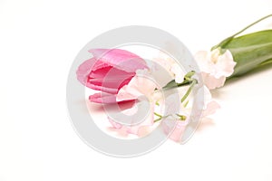 Tulip and sweetpea isolated on a white background