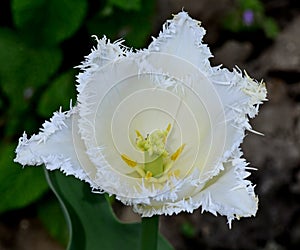 Tulip Terry White on green background