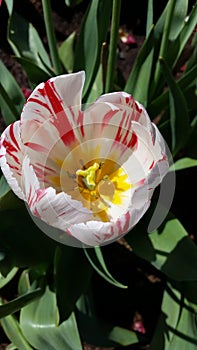 A Tulip from the Tesselaar Tulip Festival