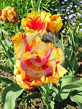 Tulip Texas Flame In bloom