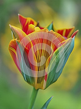 Tulip on textured background,digital art