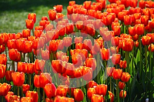 Oxford Elite Tulips at Veldheer Tulip Garden in Holland photo