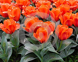 Giant Orange Sunset Tulips, Veldheer Tulip Gardens, Holland, MI